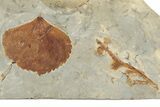 Fossil Leaf (Zizyphoides) - Montana #190443-3